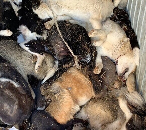 В Якутске неизвестные убили около 100 животных в пункте передержки