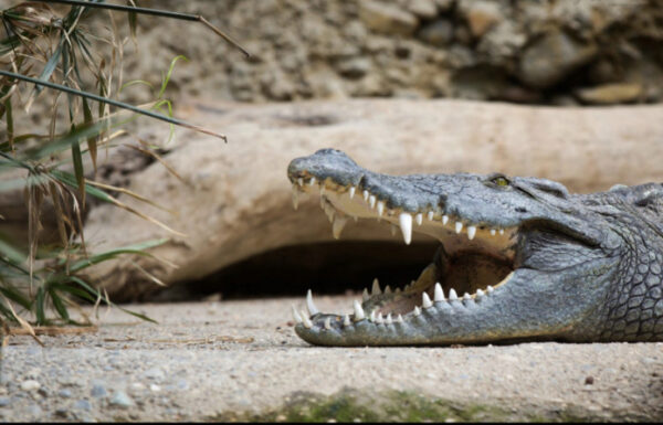 Житель Руанды нарушил карантин и его съел крокодил