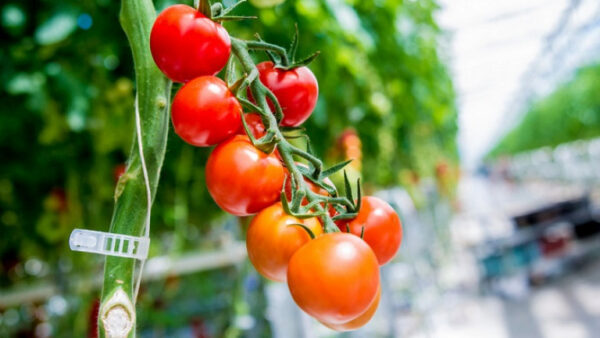 Липецкие аграрии собрали почти 36 тысяч тонн огурцов и томатов