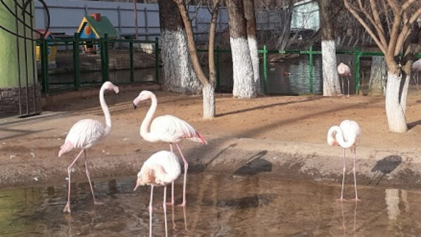 Липецкий зоопарк на изоляции: звери заскучали без посетителей