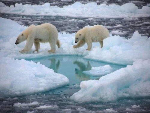 Северный полюс в ближайшем будущем освободится ото льда