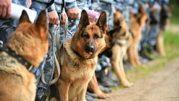 Собаки липецкой полиции проедят четыре тонны корма