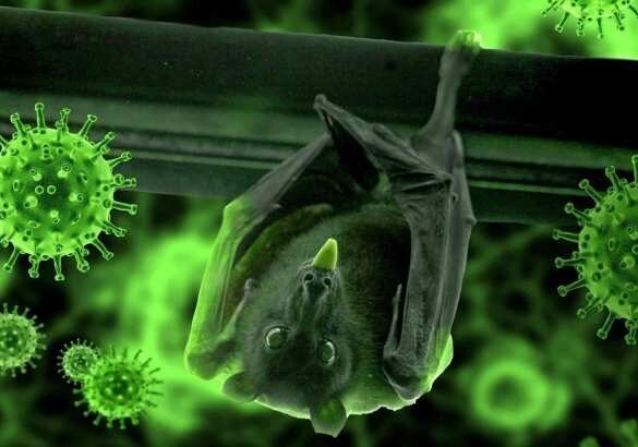 Учёные рассказали, кто мог передать коронавирус человеку: летучие мыши ни при чм