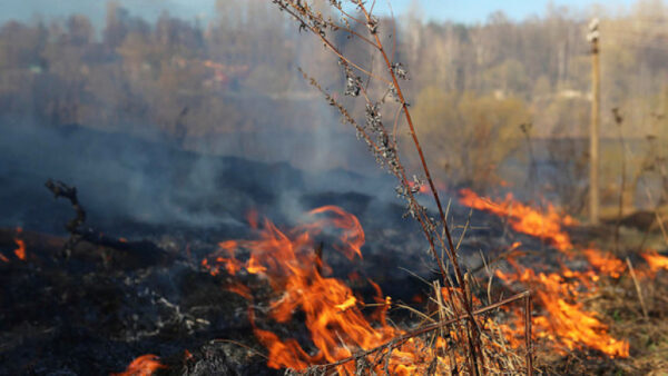 В Липецкой области горит сухая трава