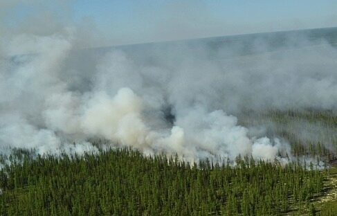 В Минприроды назвали регионы с высоким риском лесных пожаров