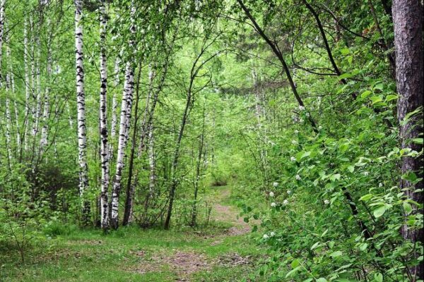 Браконьеры нанесли Свердловской области около 10,5 млн. рублей ущерба