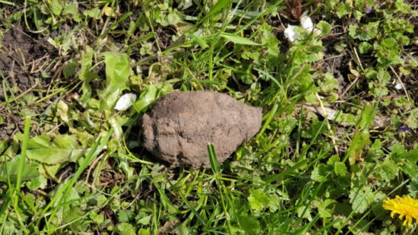 Деревенские жители в Липецкой области нашли гранату