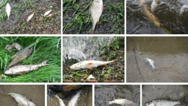 Десятки мертвых рыб выбросило на берег Воронежского водохранилища