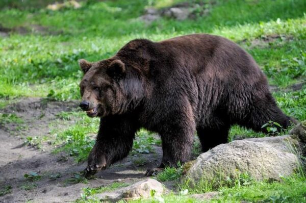 Медведь, напавший на жителя Ярославля, был застрелен