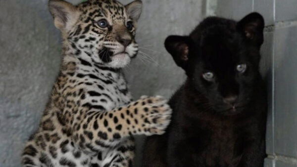 Пятнистая самка ягуара в Липецком зоопарке ждет потомство от своего черного партнера