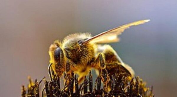 Ученые нашли вирус, превращающий пчел в «зомби»