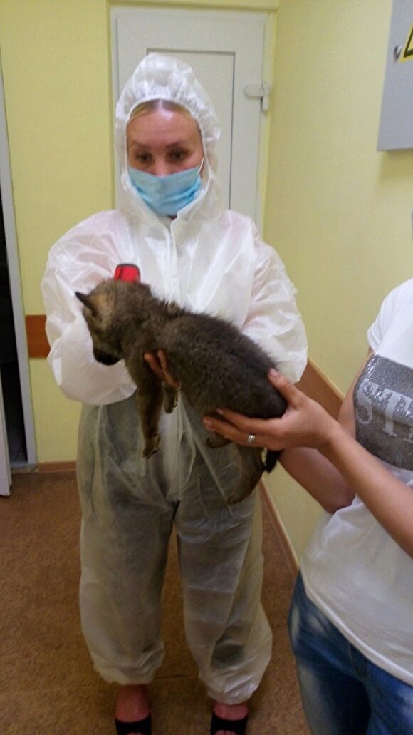 В Челябинской области на карантин по коронавирусу поместили собаку