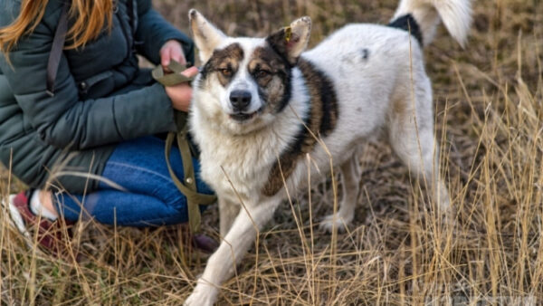В Курской области разыскивают знаменитого пса Мартина