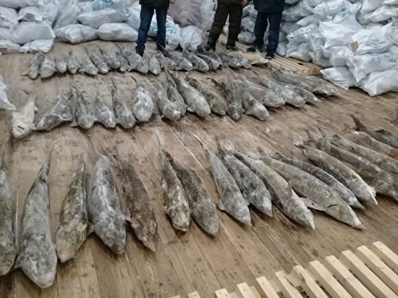 Жителя Салехарда судили браконьерский вылов чира на 300 тыс. рублей