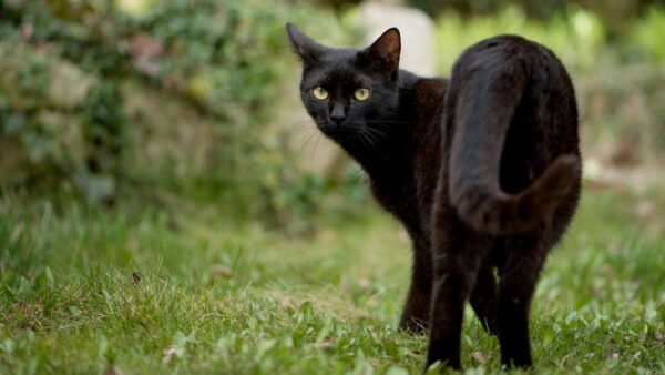 «Говорят, не повезет»: в Липецке черный кот четыре дня просидел на дереве