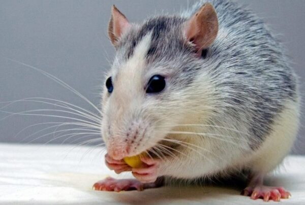 Крысе пересадили человеческую мини-печень, выращенную из стволовых клеток