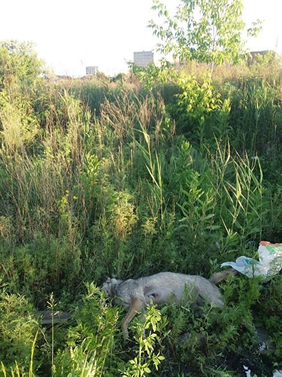 Курганские зоозащитники: в Восточном идет отстрел бездомных собак. Полиция начала проверку