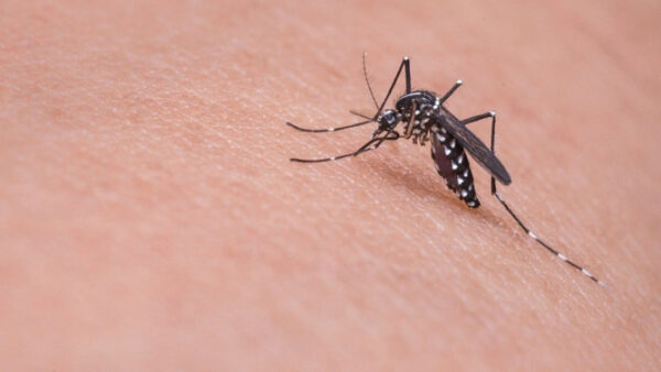 В Липецкой области борются с комарами-вирусоносителями