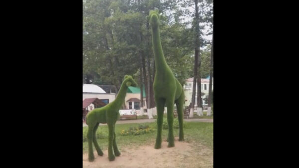 В Липецком зоопарке поставили жирафов