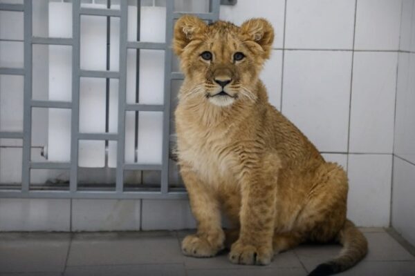 В Волгограде полицейские нашли львенка с пневмонией