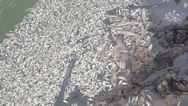 «Мертвая рыба и две лужи». Жители пытаются разобраться, почему высох пруд под Липецком