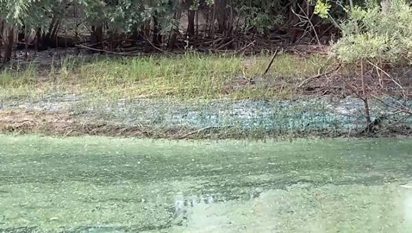 Под Тобольском Иртыш покрылся толстым слоем сине-зеленой слизи