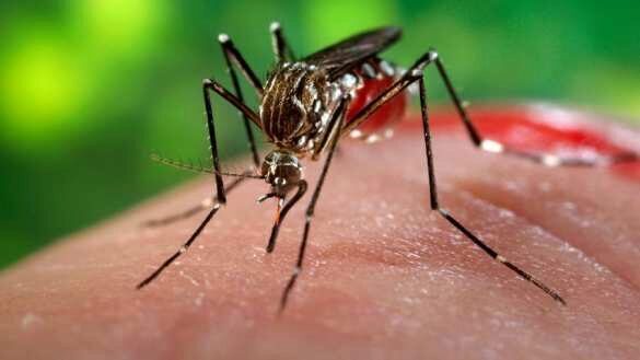 Ученые рассказали, можно ли через укус комара заразиться коронавирусом