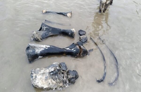 В Ямальском районе нашли останки молодого мамонта
