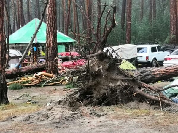 В Красноярском крае ветер повалил деревья на палатки: один погиб, пятеро пострадали