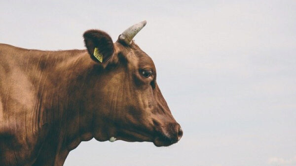 Жительницу Липецкой области обманули при покупке коровы