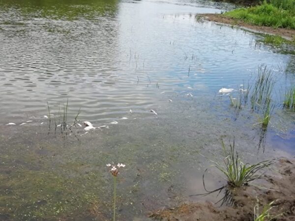 Прокуратура: массовая гибель рыбы в озере Карасинском произошла из-за жары