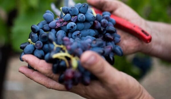 Севастопольские виноградари приступили к сбору урожая