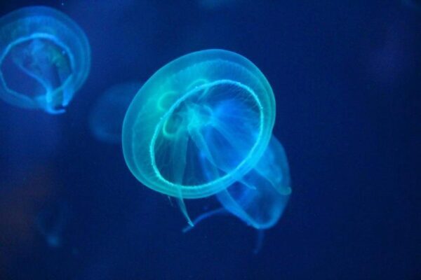 Такого ещё не видели. Огромные медузы распугали туристов на Азовском море