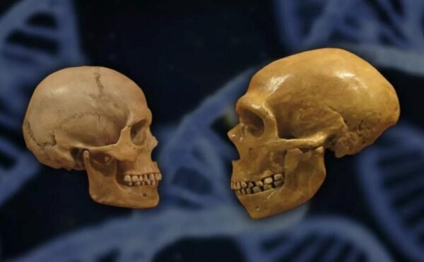 Ученые нашли в ДНК неандертальцев след другого предка человека