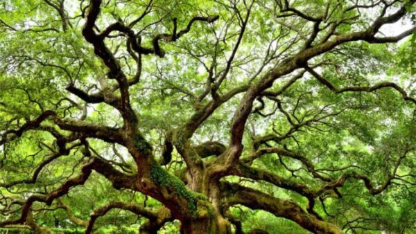Ученые предложили подключить деревья к сети 5G