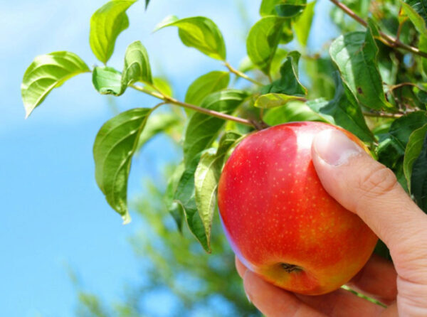Урожай ягод и плодов в России сократится на 20 процентов
