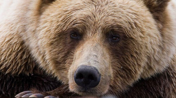 В Ингушетии медведям дают конфеты
