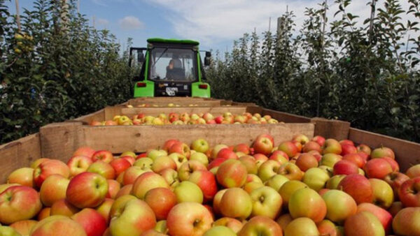 В Липецкой области собрали почти 2 тысячи тонн яблок