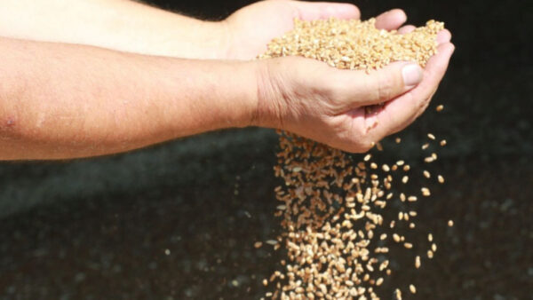 В Липецкой области убирают пшеницу