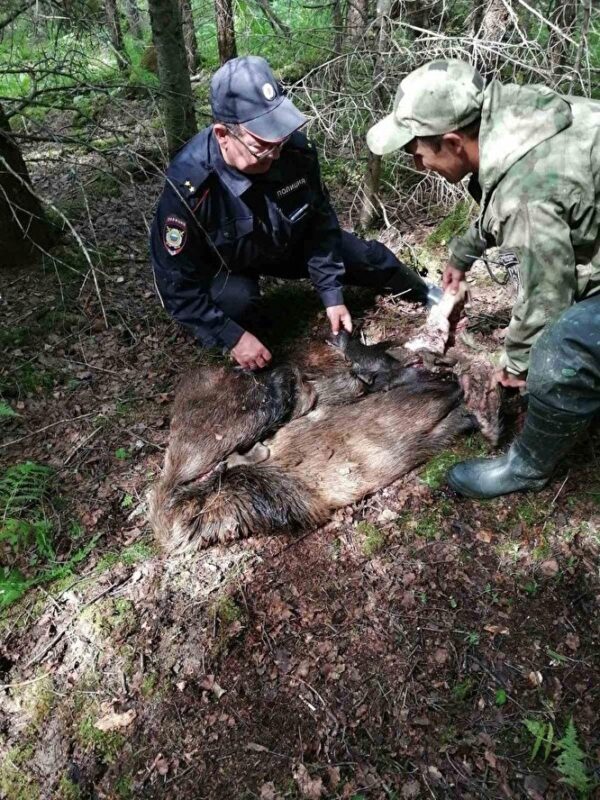 В нацпарке «Зигальга» браконьеры убили лосиху с лосенком
