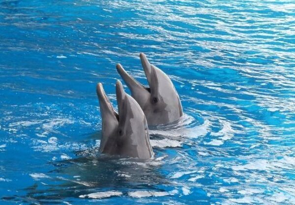 В Севастополе прокуратура требует закрыть дельфинарий