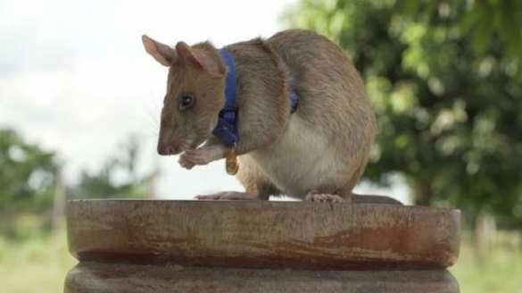 Крыса-сапёр награждена престижной медалью (ФОТО)