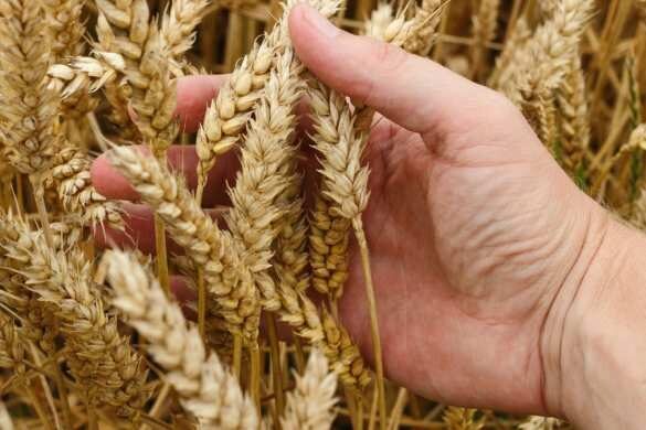 «Ошеломительный рост»: В США признали господство России на мировом рынке пшеницы