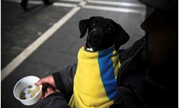 Пенсии на Украине могут задерживать, денег не хватает: в Раде признались в катастрофе