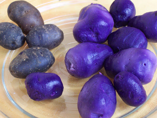 Сибиряк собрал фиолетовый картофель