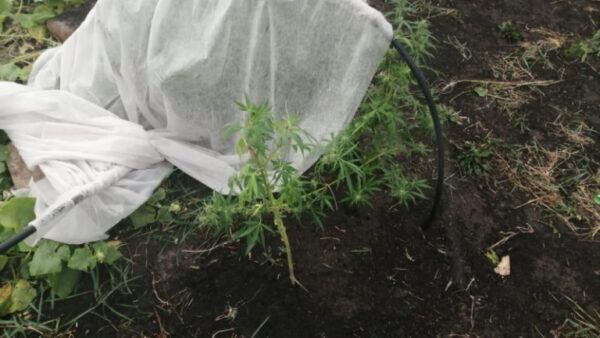 Среди огурцов и томатов на огороде в Липецкой области полицейские нашли кусты конопли