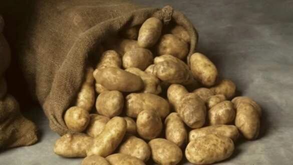 Украина хочет запретить импорт картофеля из России