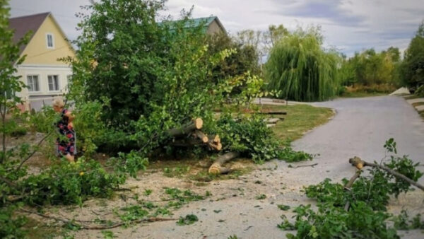 Ураган в Липецке за два часа повалил десятки деревьев