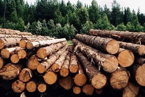 В России вводят запрет на экспорт необработанной древесины