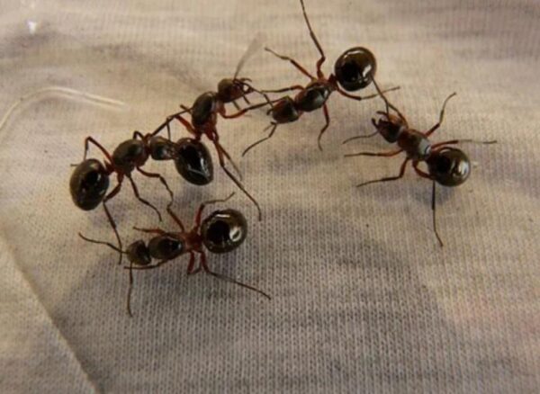 Ученые доказали, что муравьи получили силу и выносливость после потери крыльев